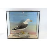 A 20TH CENTURY TAXIDERMY STUDY OF A LESSER BLACK BACKED GULL ( ) in a glazed case,