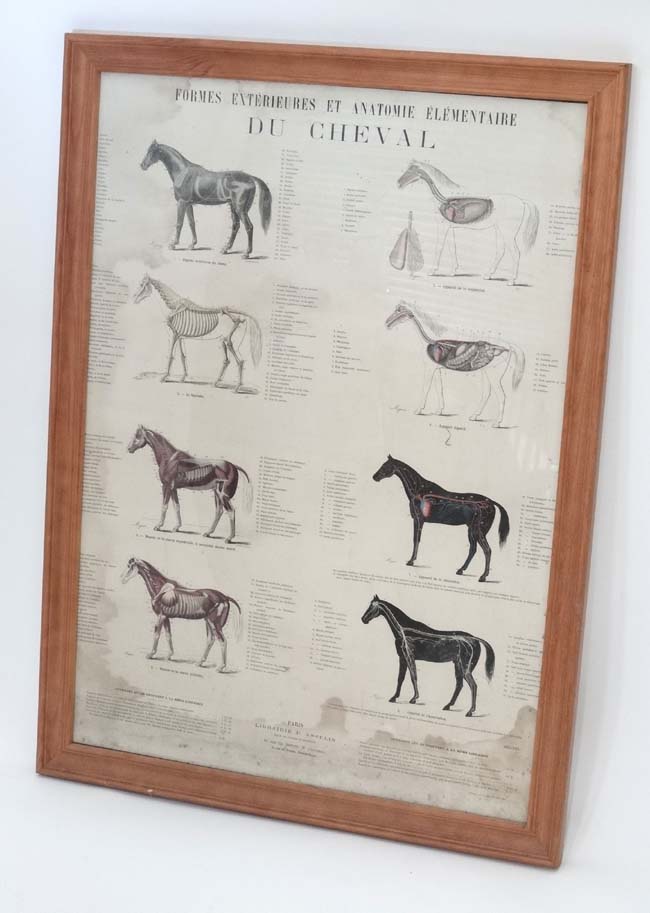 Framed 'anatomy of the horse' ( French) CONDITION: Please Note - we do not make