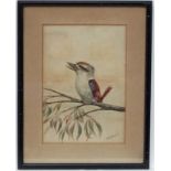 A P H Simpson early XX Australia, Watercolour, Kookaburra on a Eucalyptus tree branch,