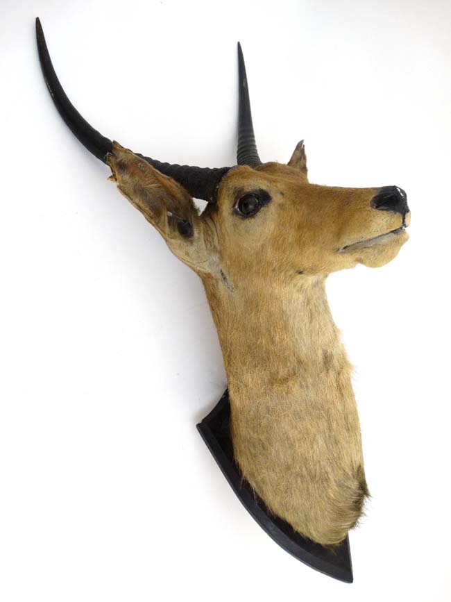 Taxidermy : J R Ivy , Praetoria , South Africa : An early 20thC head mount of an Antelope , - Image 2 of 5
