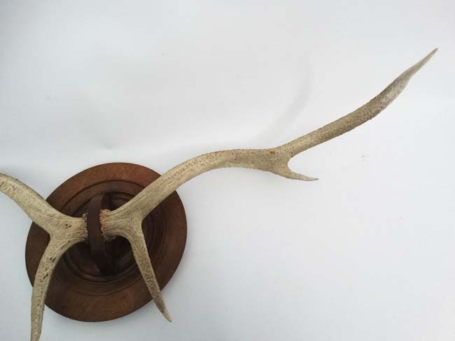 Taxidermy : A pair of 6 point Red Deer white antlers , - Image 5 of 5