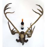 Taxidermy : A Continental c1900 half skull mount of Reindeer antlers ,