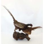 Taxidermy : A standing mount of a brace of Melanistic Pheasants ,