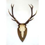 Taxidermy : A pair of 10 point of Red Deer antlers affixed to a shaped wooden shield mount ,