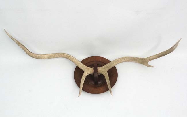 Taxidermy : A pair of 6 point Red Deer white antlers ,