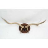 Taxidermy : A pair of 6 point Red Deer white antlers ,