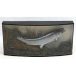 Taxidermy : An Atlantic Salmon , mounted as caught on a fly in naturalistic setting,