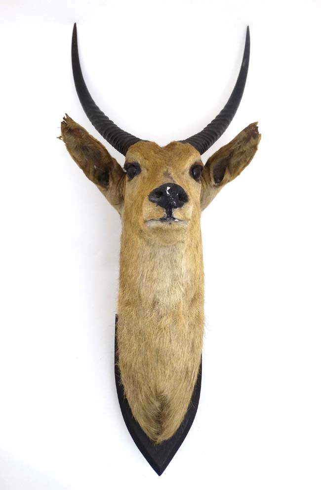 Taxidermy : J R Ivy , Praetoria , South Africa : An early 20thC head mount of an Antelope ,