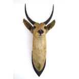Taxidermy : J R Ivy , Praetoria , South Africa : An early 20thC head mount of an Antelope ,