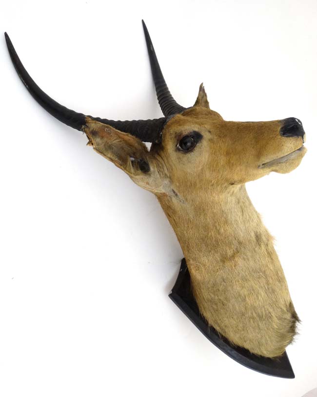 Taxidermy : J R Ivy , Praetoria , South Africa : An early 20thC head mount of an Antelope , - Image 5 of 5