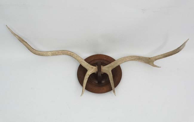 Taxidermy : A pair of 6 point Red Deer white antlers , - Image 4 of 5