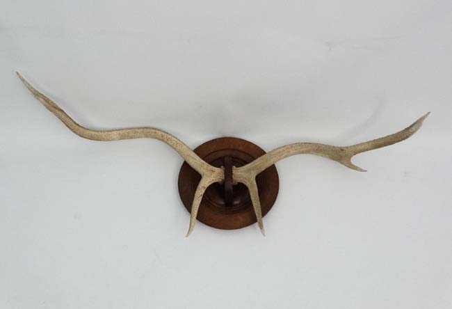 Taxidermy : A pair of 6 point Red Deer white antlers , - Image 3 of 5