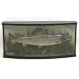 Taxidermy : Williams of Dublin : an Atlantic Salmon mounted in naturalistic setting within a bow