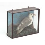Taxidermy : An early 20thC cased mount of a Herring Gull , posed amid rocks and grasses ,