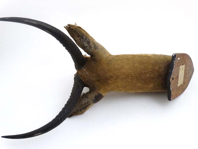 Taxidermy : J R Ivy , Praetoria , South Africa : An early 20thC head mount of an Antelope , - Image 3 of 5