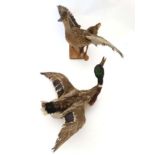 Taxidermy : A pair of wall mounted Mallard , positioned flying . The hen affixed to a birch log .