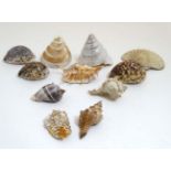 Assorted seashells to include nautilus, conche, scallop,