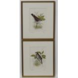 N Chunman XX Ornithological School, Watercolours ,a pair, Male and female Sedge Warblers,