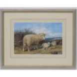 Indistinctly signed, Follower of Thomas Sydney Cooper, Watercolour, Study of sheep in landscape,