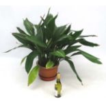 Garden and Architectural : large Aspidistra plant in a pot measuring approximately 36" high