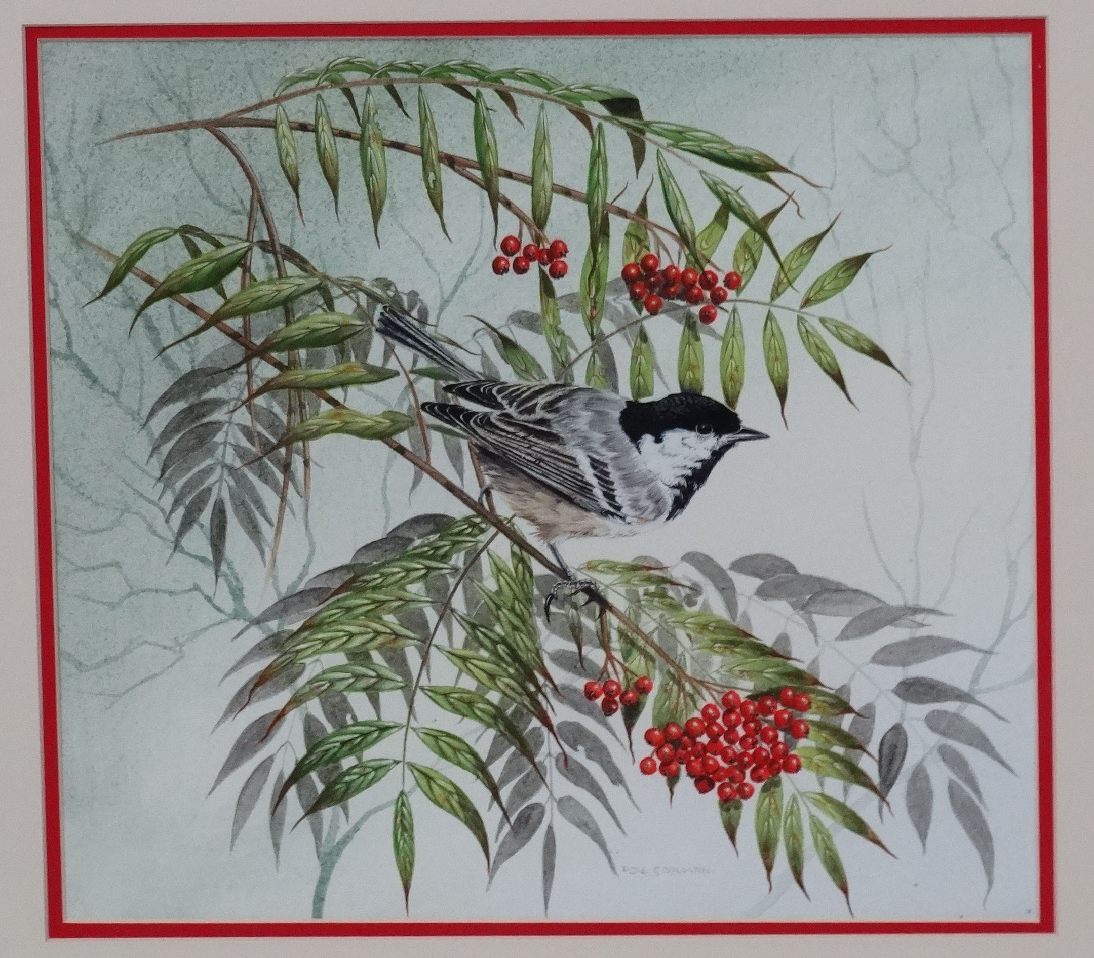 D J S Goodman XX Ornithological School, Gouache , a pair, Robin and Coal Titmouse, - Image 5 of 5