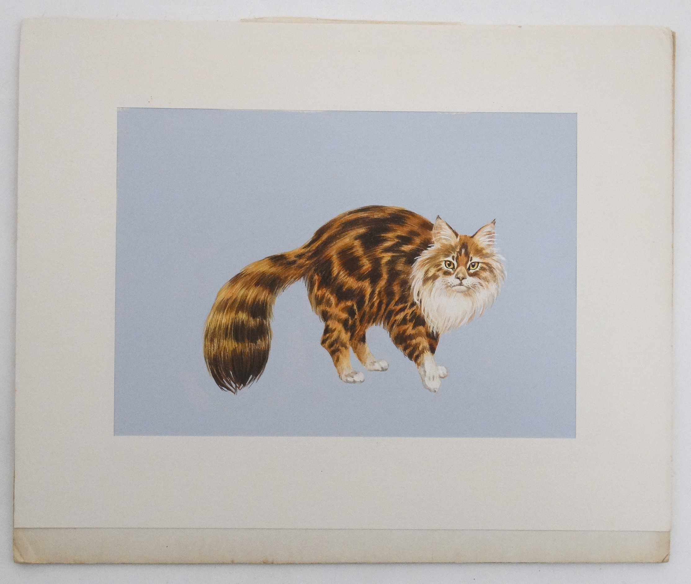 XX, Gouache , Brown Tabby and White Norwegian Forest Cat.