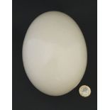 A 20thC blown Ostrich egg.