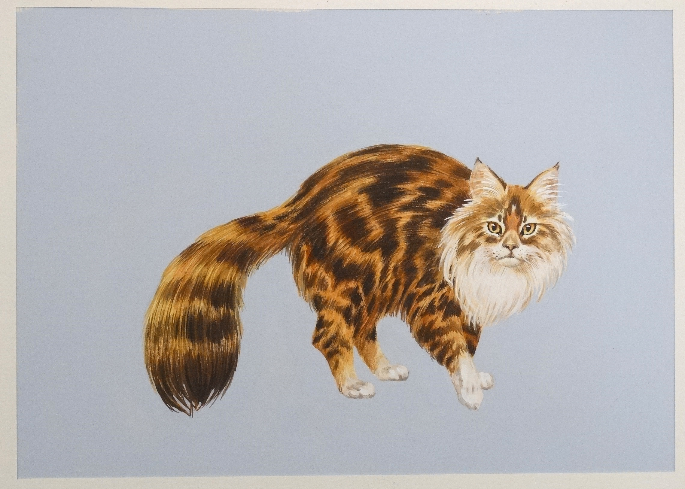 XX, Gouache , Brown Tabby and White Norwegian Forest Cat. - Image 2 of 3