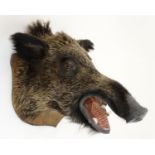 Taxidermy : A Head Mount of an Eurasian Wild Boar , affixed to an oak shield ,