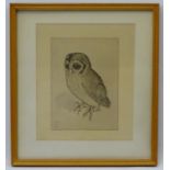 After Albrecht Drurer, Photographic Engraving circa 1960, ' Little owl ( Kleine Eule ) , Screech Owl