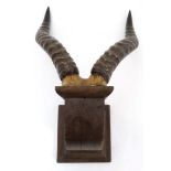 Taxidermy : An antler mount of an African deer , affixed to an oak plinth bracket .