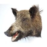 Taxidermy : A head mount of an Eurasian Wild Boar , 15 1/2" wide , 18" tall ,