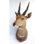 Taxidermy : A head and cape mount of a Bushbok , 26" tall , 9" wide , 18" deep .