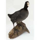 Taxidermy : A full body mount of an Eurasian Coot , posed upon a branch .