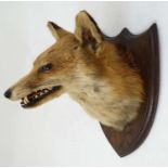 Taxidermy : A Fox mask , affixed to an oak shield ,