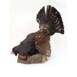 Taxidermy : A full mount of a male Capercaillie , posed stooping upon a log .