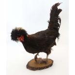 Taxidermy : A standing mount of a Black Appenzeller Spitzhauben Cockerel ,