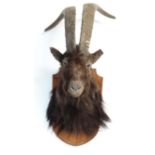 Taxidermy : A head and cape mount of a black Scottish Wild Goat , affixed to an oak shield ,