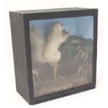 Taxidermy : A cased full mount of a leucistic Red Squirrel ,