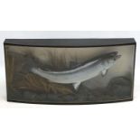 Taxidermy : An Atlantic Salmon , mounted as caught on a fly in naturalistic setting,