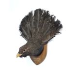Taxidermy : A head and tail mount of a male Capercaillie , affixed to a shield ,