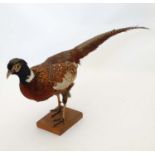 Taxidermy ; A standing mount of a Cock Pheasant , affixed to a rectangular teak base .