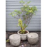 Rhododendron in pot and two additional pots CONDITION: Please Note - we do not make