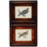 Ornothology:, A pair of hand coloured lithographic images, A turtle dove and a rock dove,