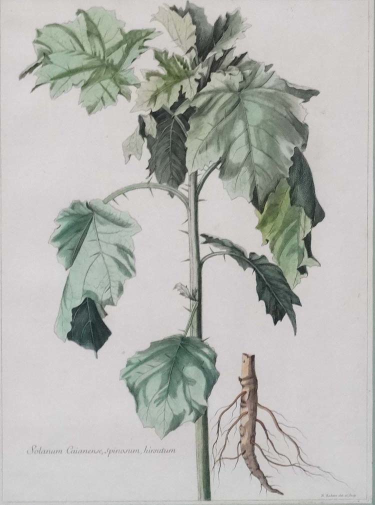 Nicolas Robert ( 1610-1685 ) , 3 x handcoloured Botanical prints, " Angelica Acadiensis , - Image 3 of 5