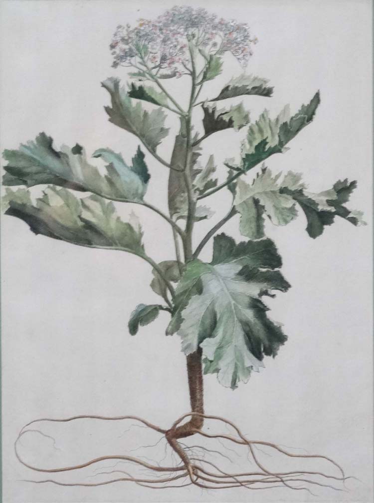 Nicolas Robert ( 1610-1685 ) , 3 x handcoloured Botanical prints, " Angelica Acadiensis , - Image 5 of 5