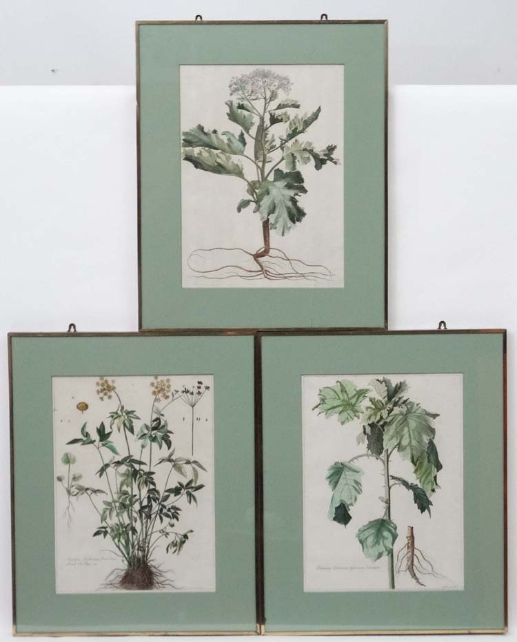 Nicolas Robert ( 1610-1685 ) , 3 x handcoloured Botanical prints, " Angelica Acadiensis ,