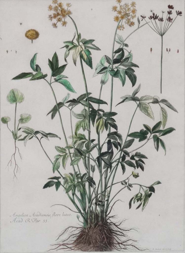 Nicolas Robert ( 1610-1685 ) , 3 x handcoloured Botanical prints, " Angelica Acadiensis , - Image 4 of 5