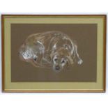SACS '72 Canine School, Gouache and charcoal dog portrait, Yellow Labrador , recumbent gundog ?,