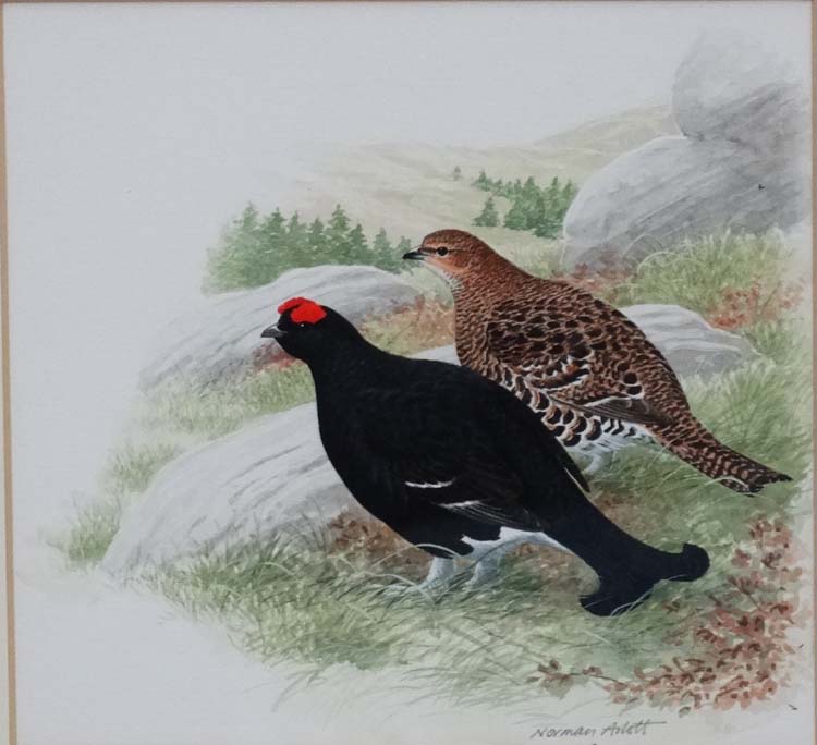 Norman Arlott (1947) Wildlife Illustrator, Watercolour, A brace of Black Grouse Scottish Game Birds, - Image 3 of 5